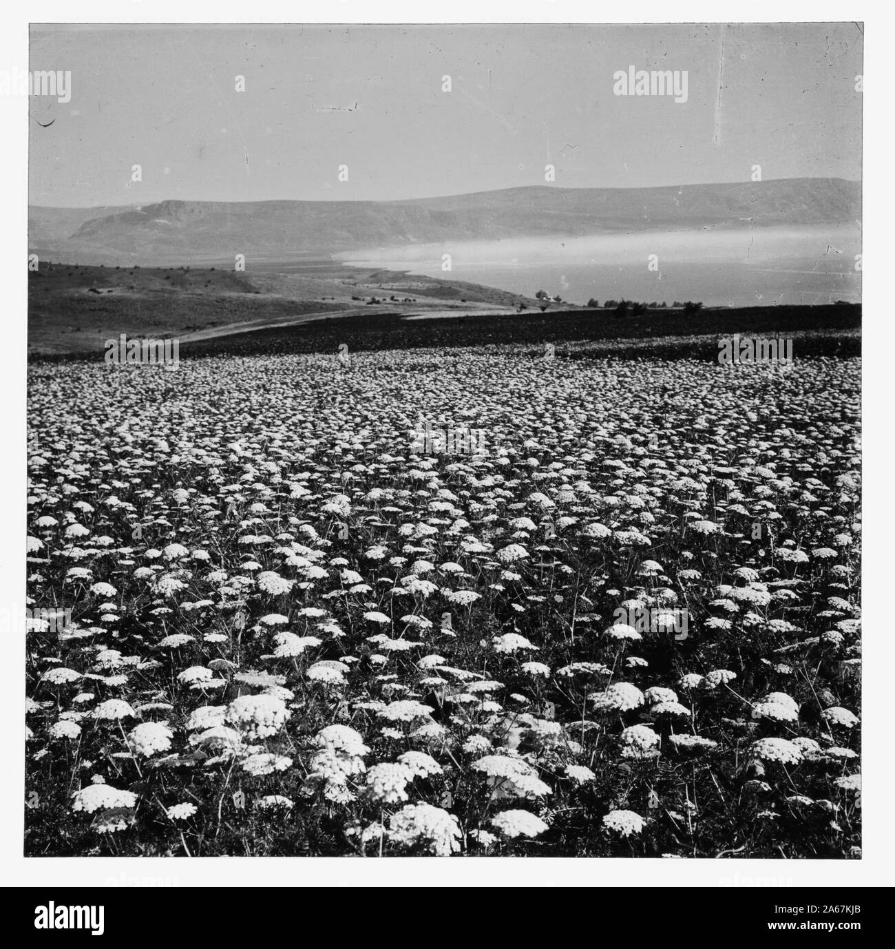 Fleurs sauvages de la Palestine. Fond jaune carotte (Daucus aureus Desf.) Banque D'Images