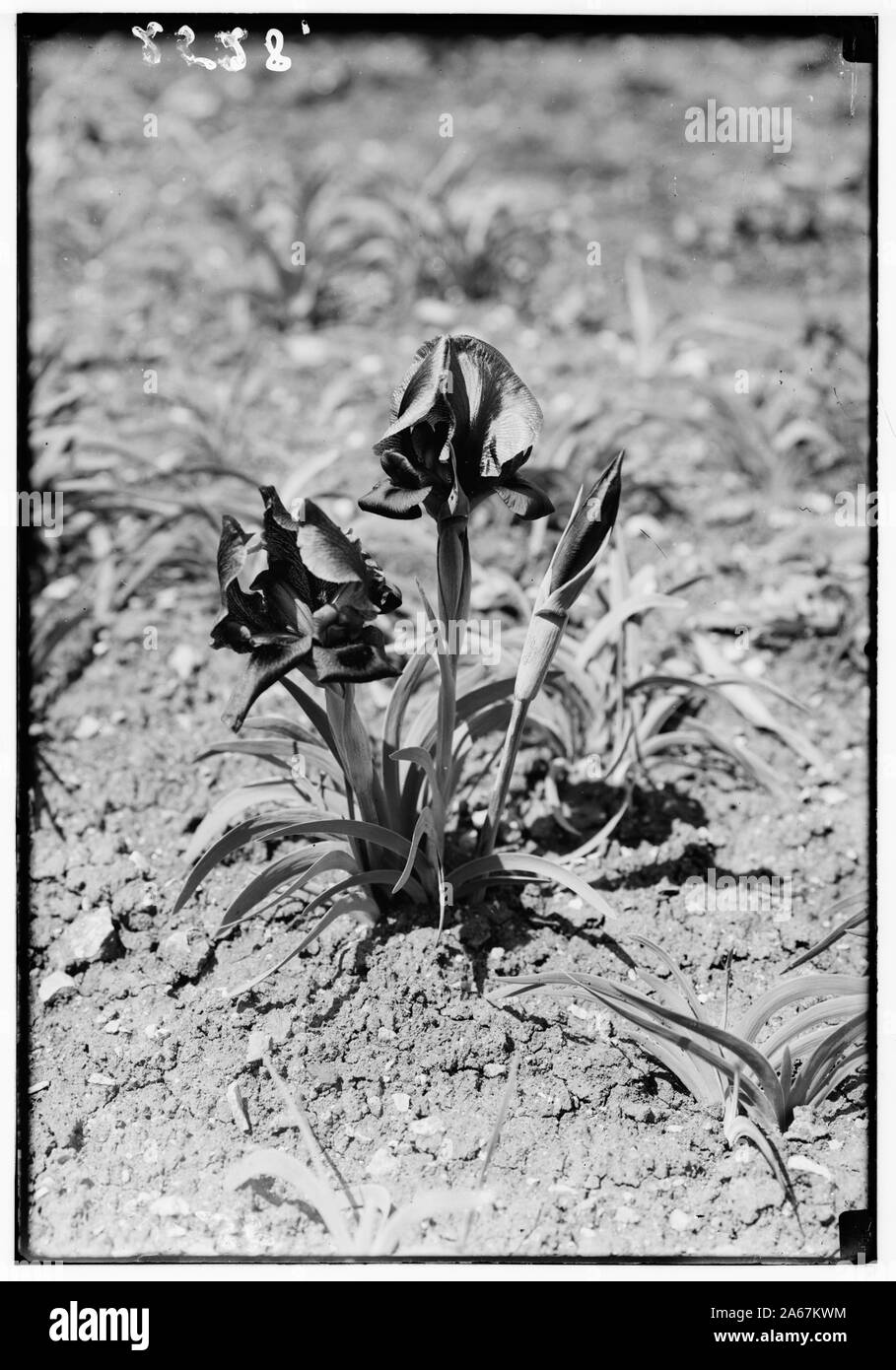 Fleurs sauvages de la Palestine. Rouge Violet Iris (Iris Helenae W. Barb) Banque D'Images