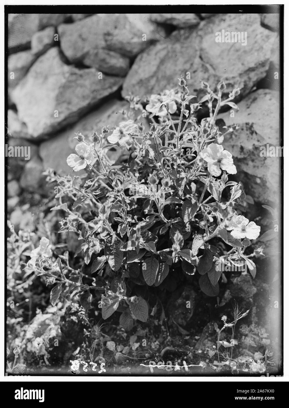 Fleurs sauvages de la Palestine. Ciste (Cistus villosus rose L.) Banque D'Images