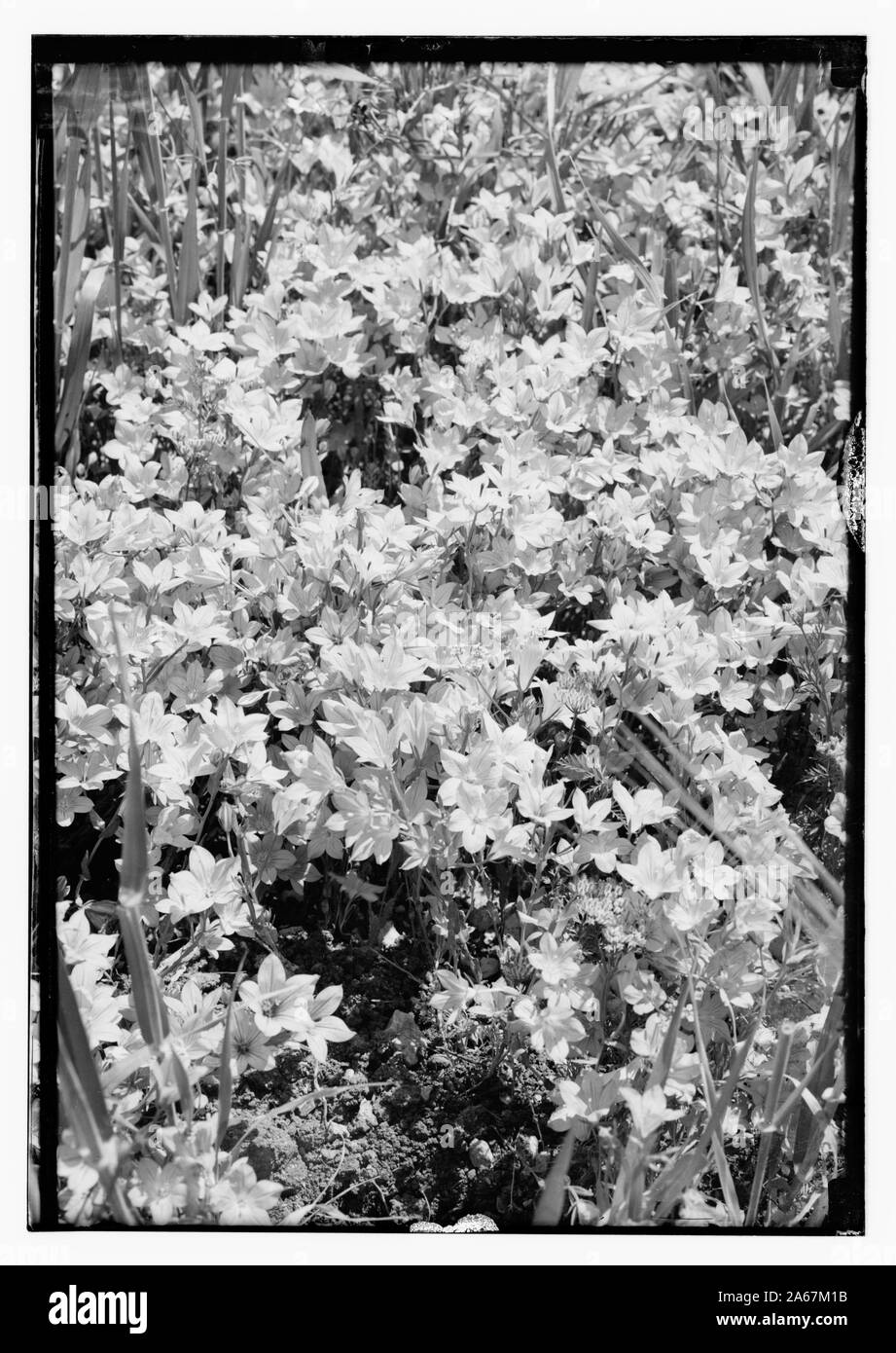Fleurs sauvages de la Palestine. Vénus le miroir (Specularia sepculum-veneris) Banque D'Images