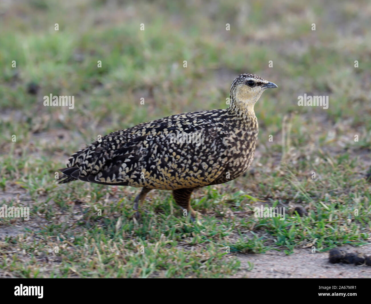 Jaune Mâle Et Femelle