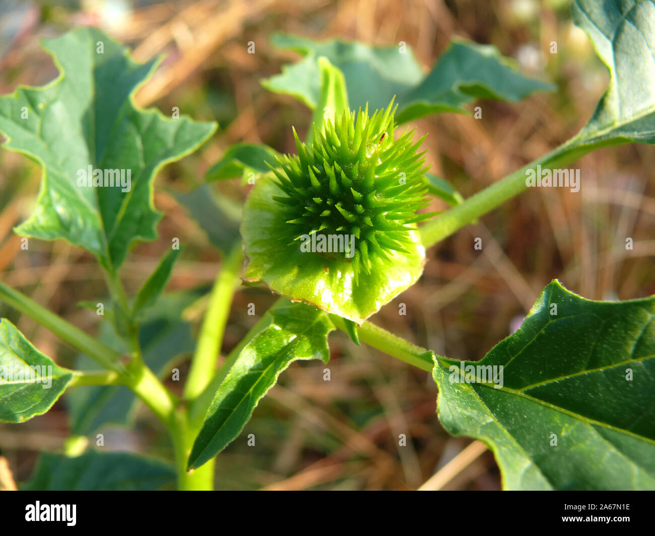 La stramoine, devil's snare, «Stechapfel, Datura stramonium, csattanó maszlag Banque D'Images