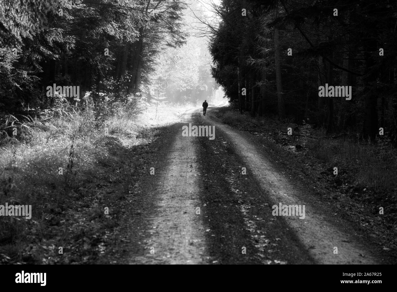 Chemin forestier, Oberweser, Weser Uplands, Thuringe, Hesse, Allemagne Banque D'Images