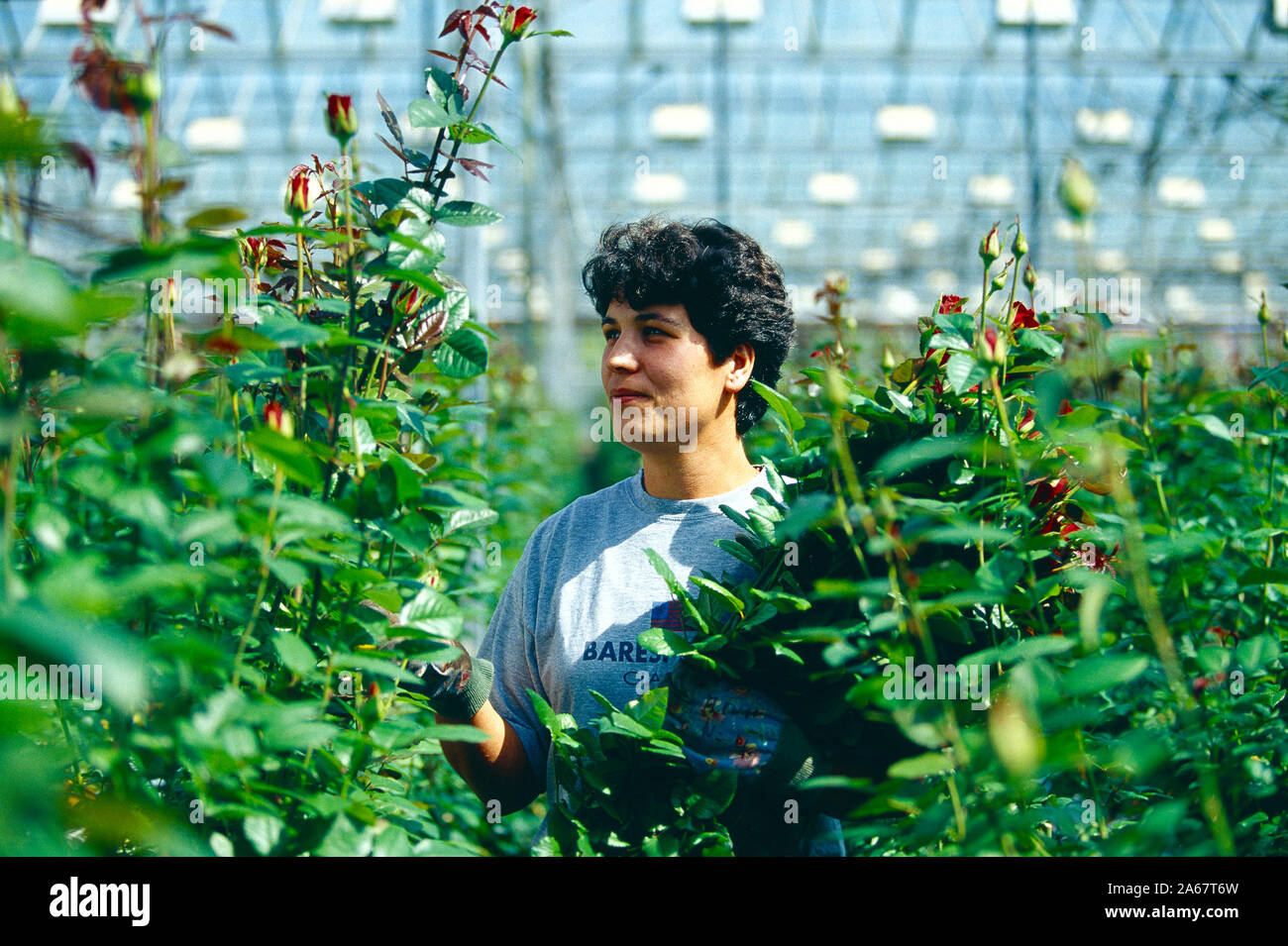 Channel Islands. Guernesey. Femme en serre commerciale tendant à roses grandissantes. Banque D'Images