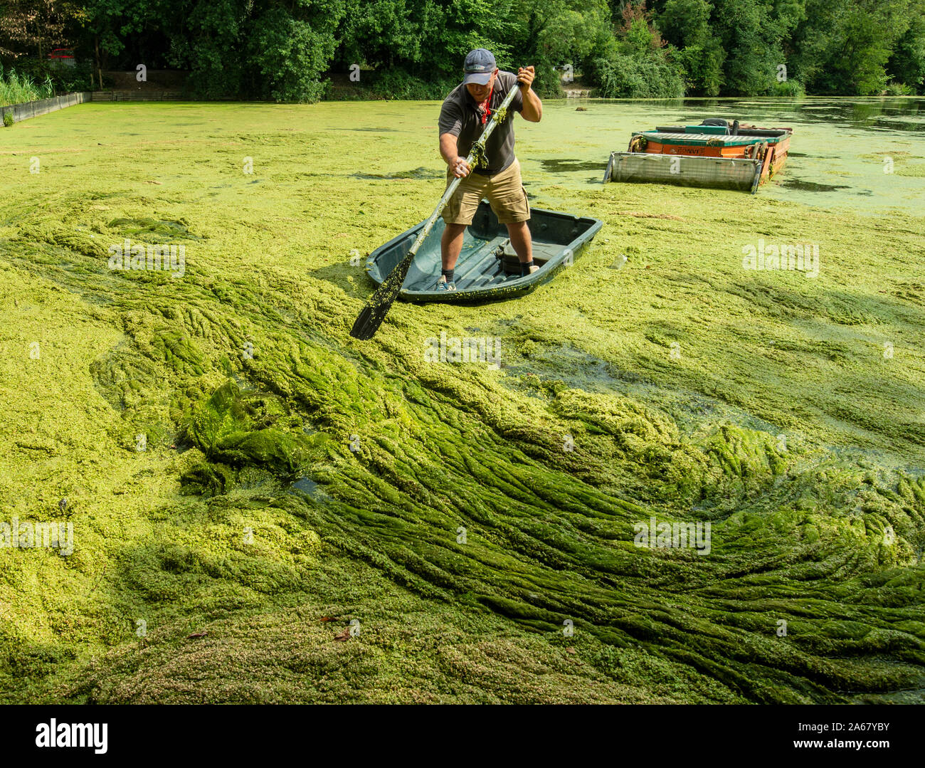 Les opérateurs de la gestion de l'eau Spécialiste de l'échange d'algues toxiques à partir de 'Little Britain' Lake sur la rivière Colne à Hillingdon, à l'ouest de Londres. Les algues sont des organismes appelés cyanobactéries qui est aggravée à la suite de temps très chaud et peut être dangereux pour les animaux et les humains. Banque D'Images