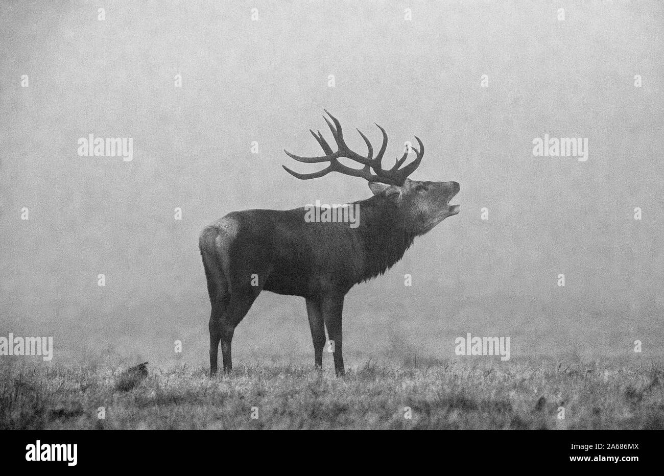 Red Deer Stag mâle dans la saison du rut. Banque D'Images