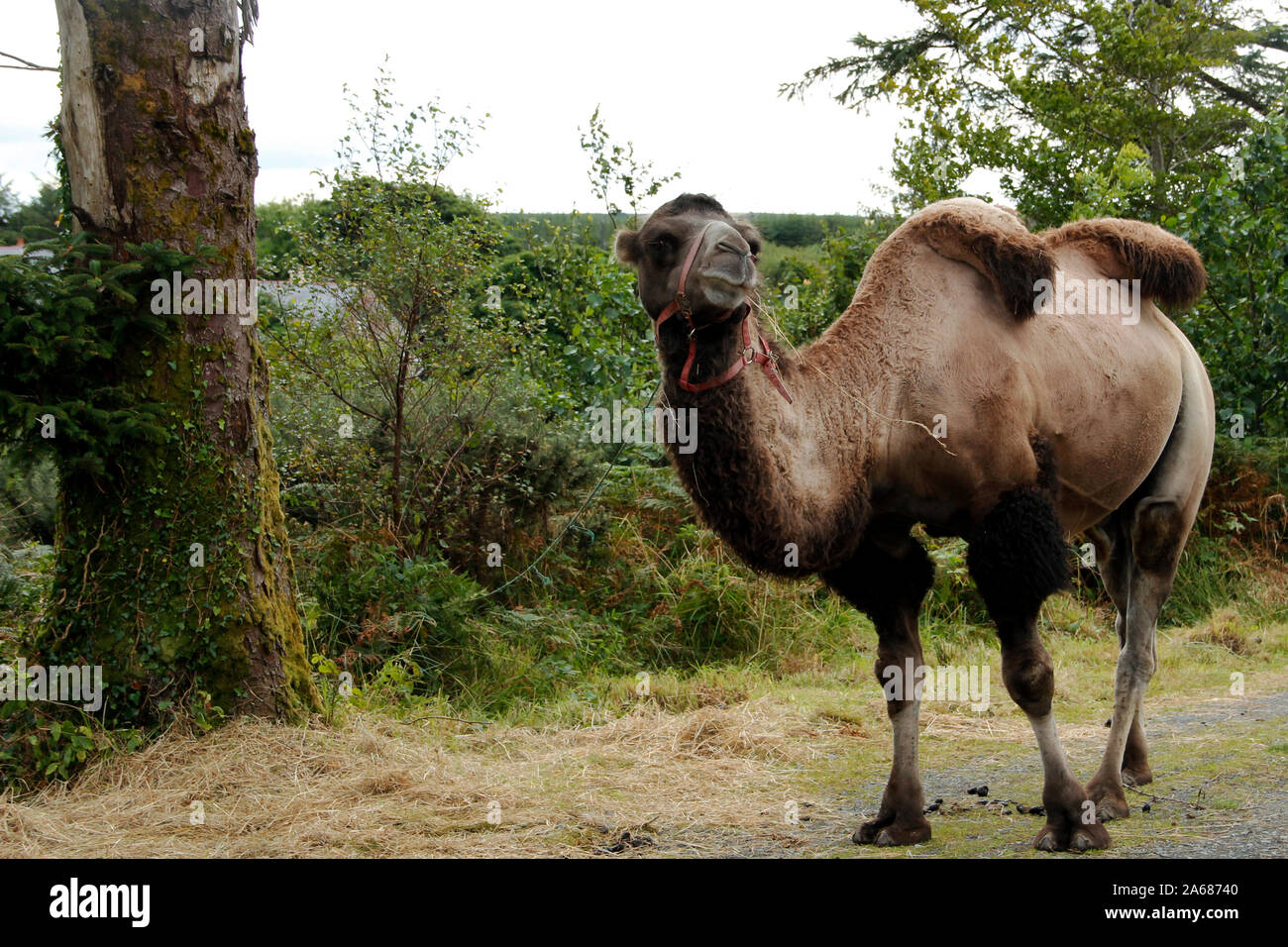 Avis d'un chameau sur un chemin de terre, d'Amérique latine des camélidés Banque D'Images
