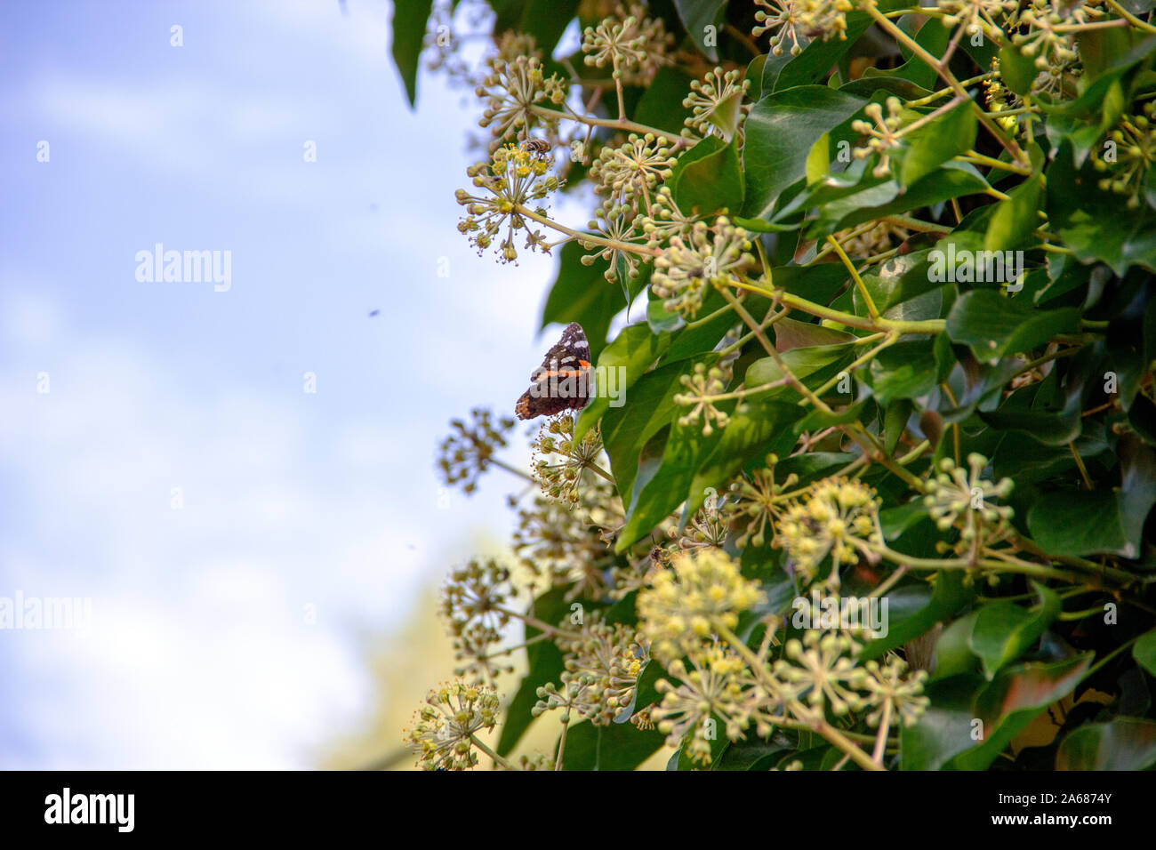 Vue d'un papillon paon dans une sensation de Bush Banque D'Images