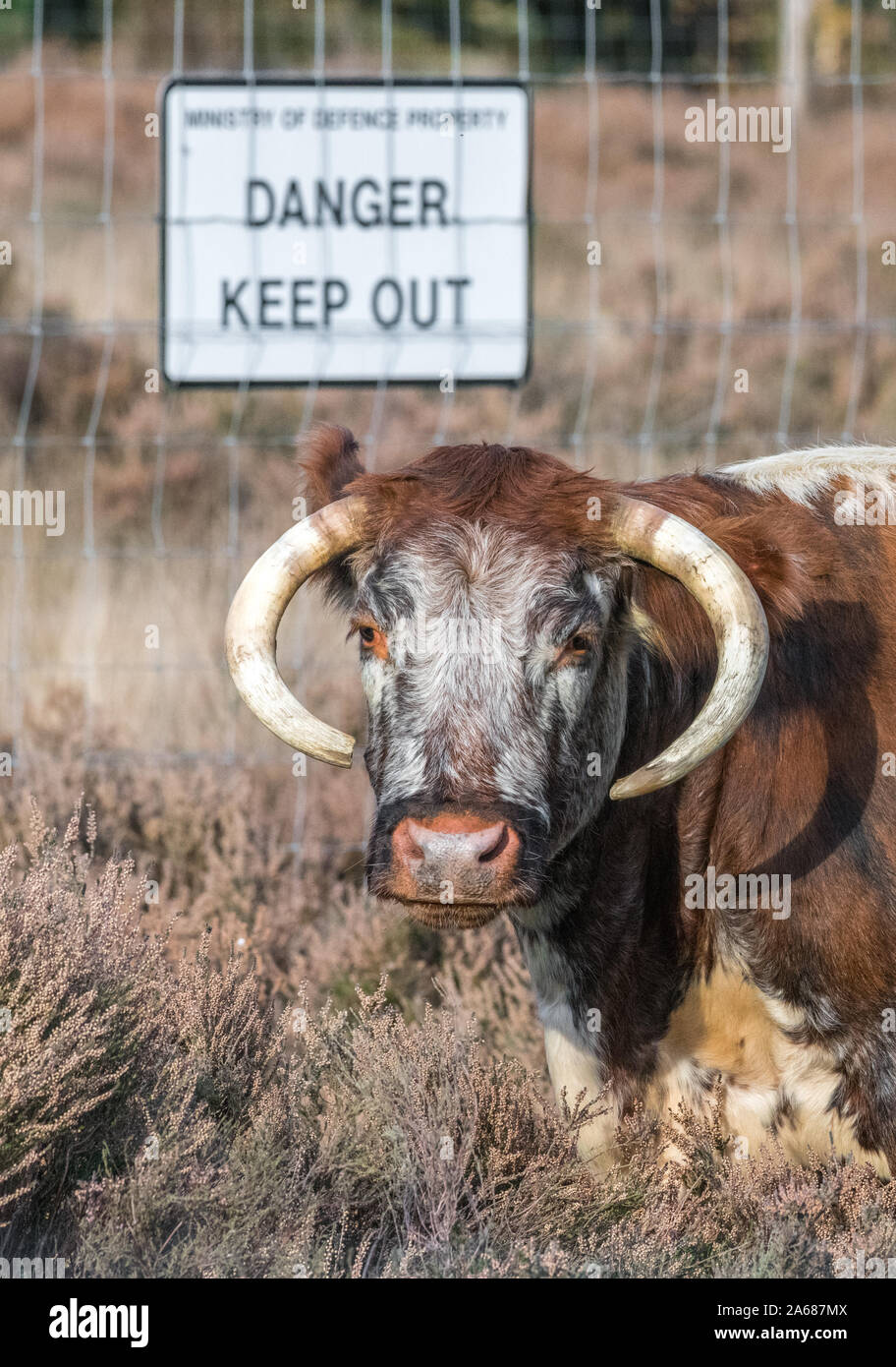 Anglais femelle alimentation Longhorn dans une clairière landes avec un panneau de danger dans l'arrière-plan. Banque D'Images