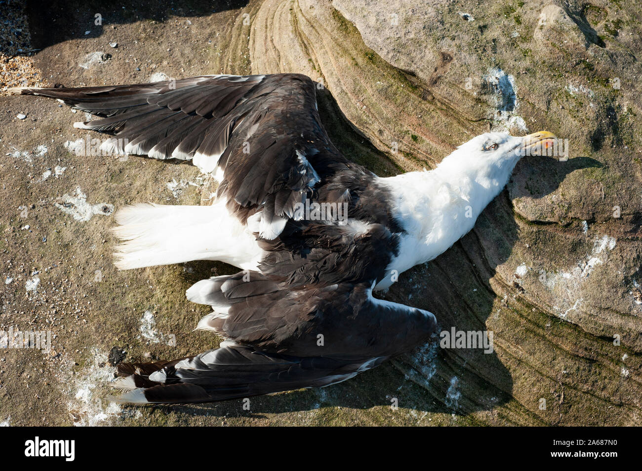 Grand Goéland à dos noir, Larus marinus, couché mort sur des rochers de grès, Little Eye Island, West Kirby, Wirral, Îles britanniques, Royaume-Uni Banque D'Images