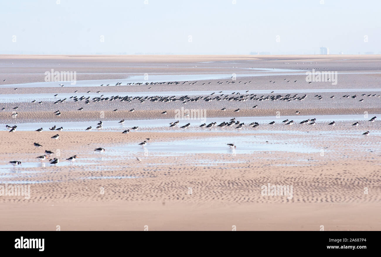 Oystercartchers eurasiens, Haematopus ostralegus, roosting à marée basse sur la plage West Kirby, estuaire de Dee, Royaume-Uni Banque D'Images