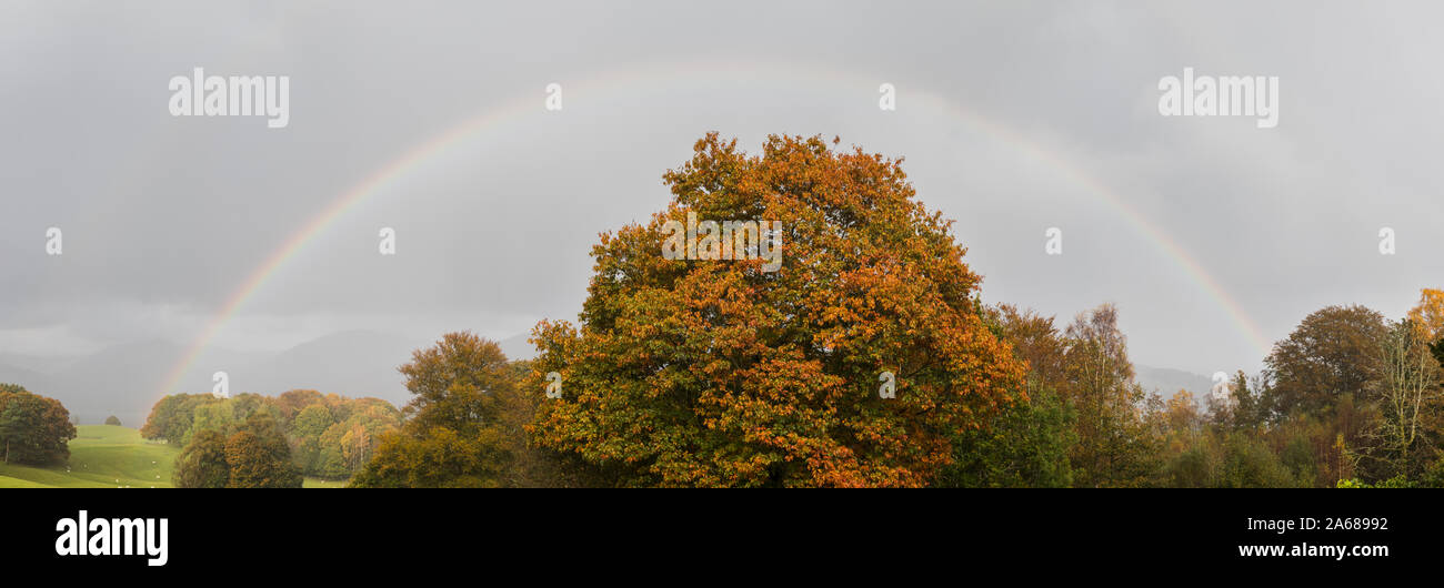 Deux arcs-en-ciel vu ci-dessus un vieil arbre en changeant leur couleur au cours de l'automne dans le Lake District. Banque D'Images