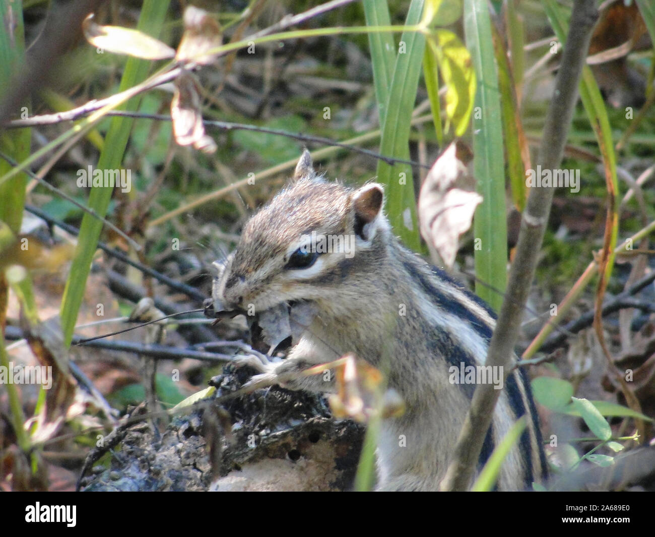 Le tamia de Sibérie et de manger certains aliments communs chipmunk Banque D'Images