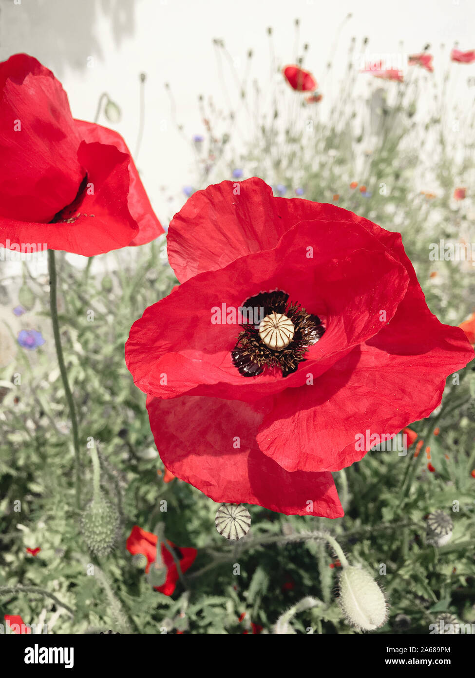 Couleur rouge coquelicot sur le terrain les plantes en été Banque D'Images