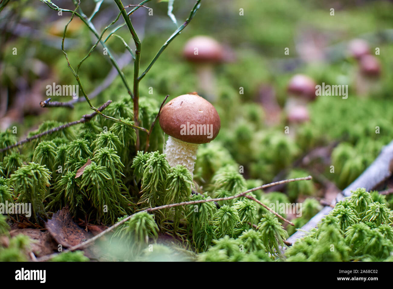 Des champignons dans la forêt d'automne de plus en plus gros plan moss avec arrière-plan flou Banque D'Images