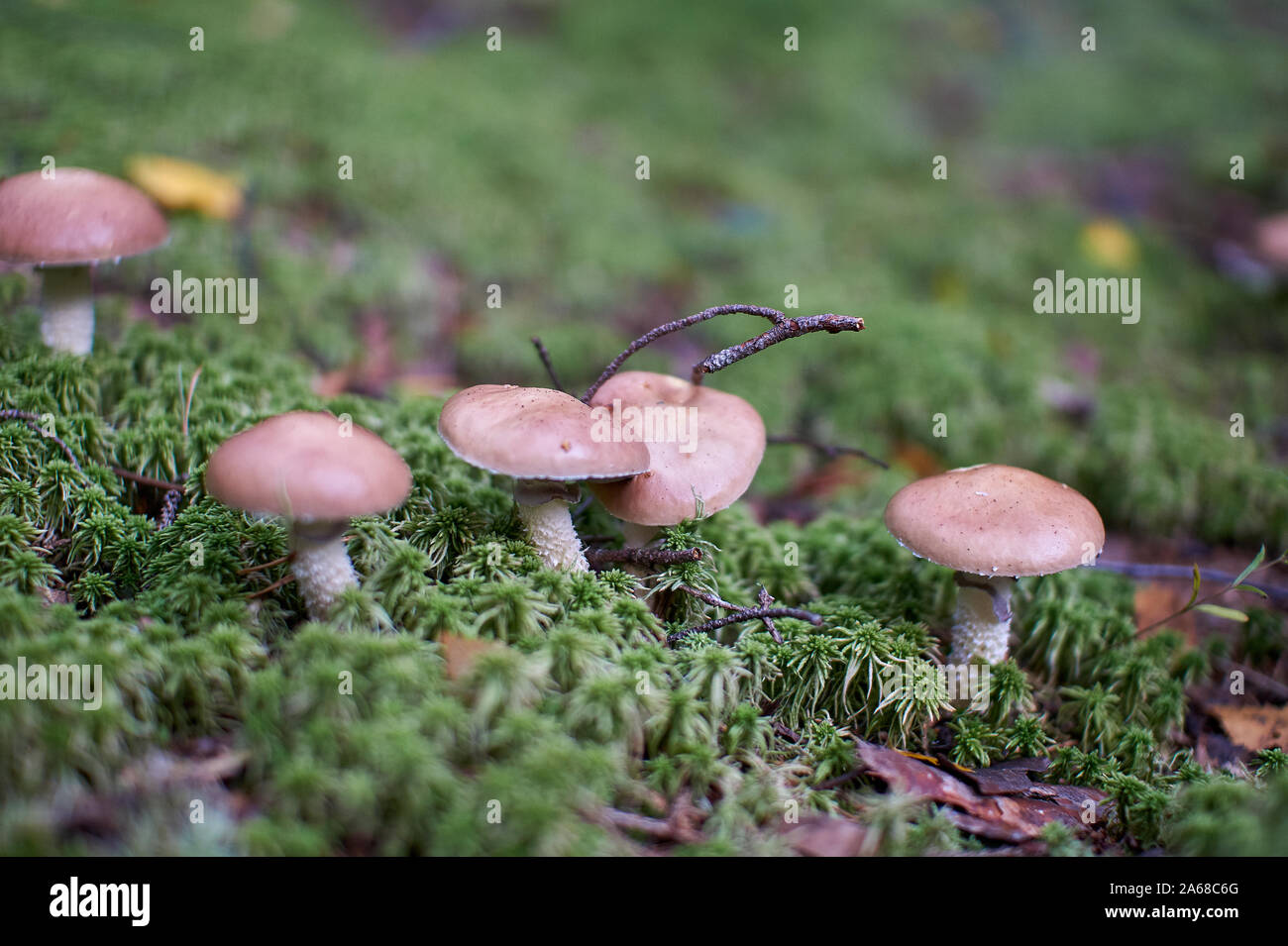 Des champignons dans la forêt d'automne de plus en plus gros plan moss avec arrière-plan flou Banque D'Images