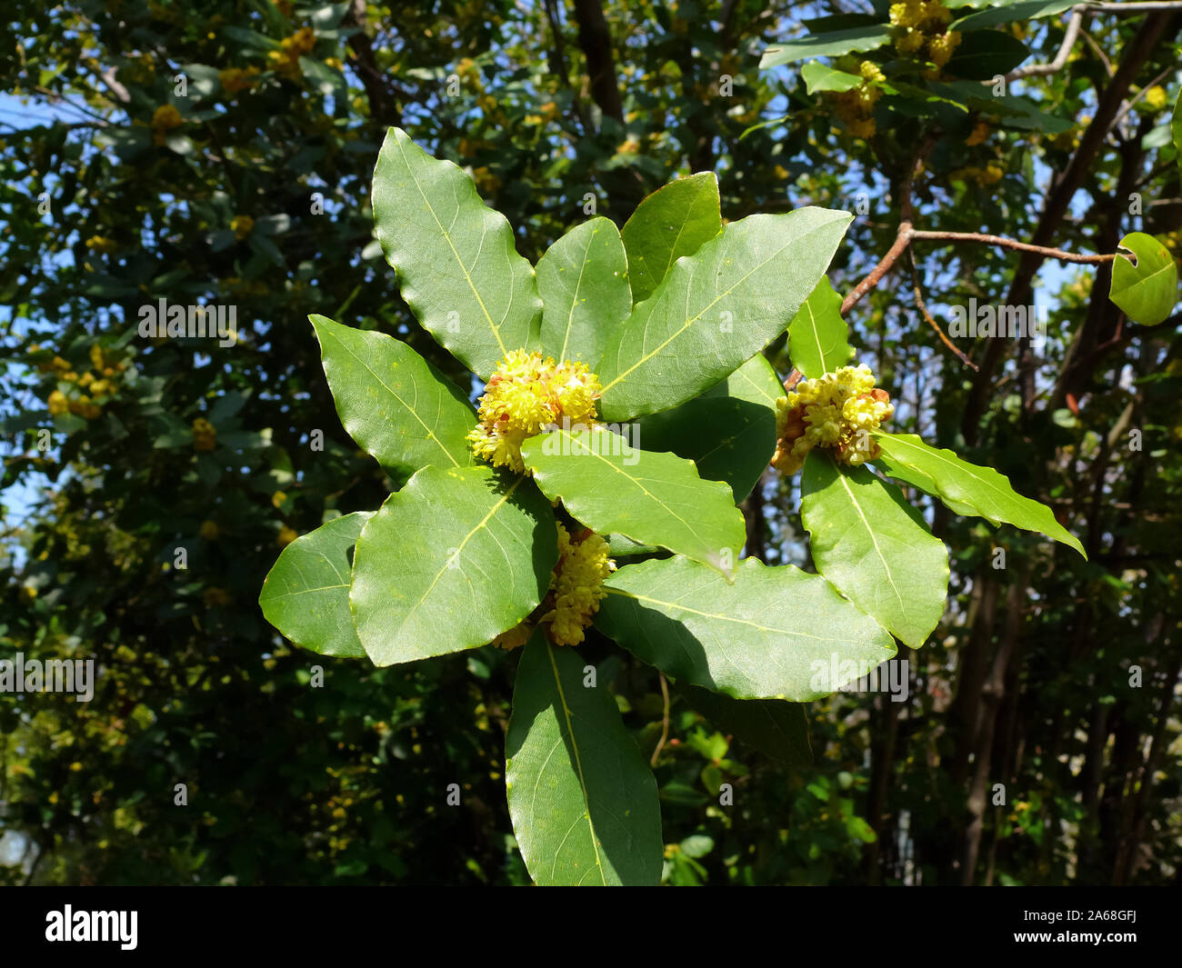 bay tree, laurier de baie, baie douce, vrai laurier, laurier grec, laurel, Echter Lorbeer, Edler Lorbeer, Gewürzlorbeer, Laurier, Laurus nobilis, babér Banque D'Images