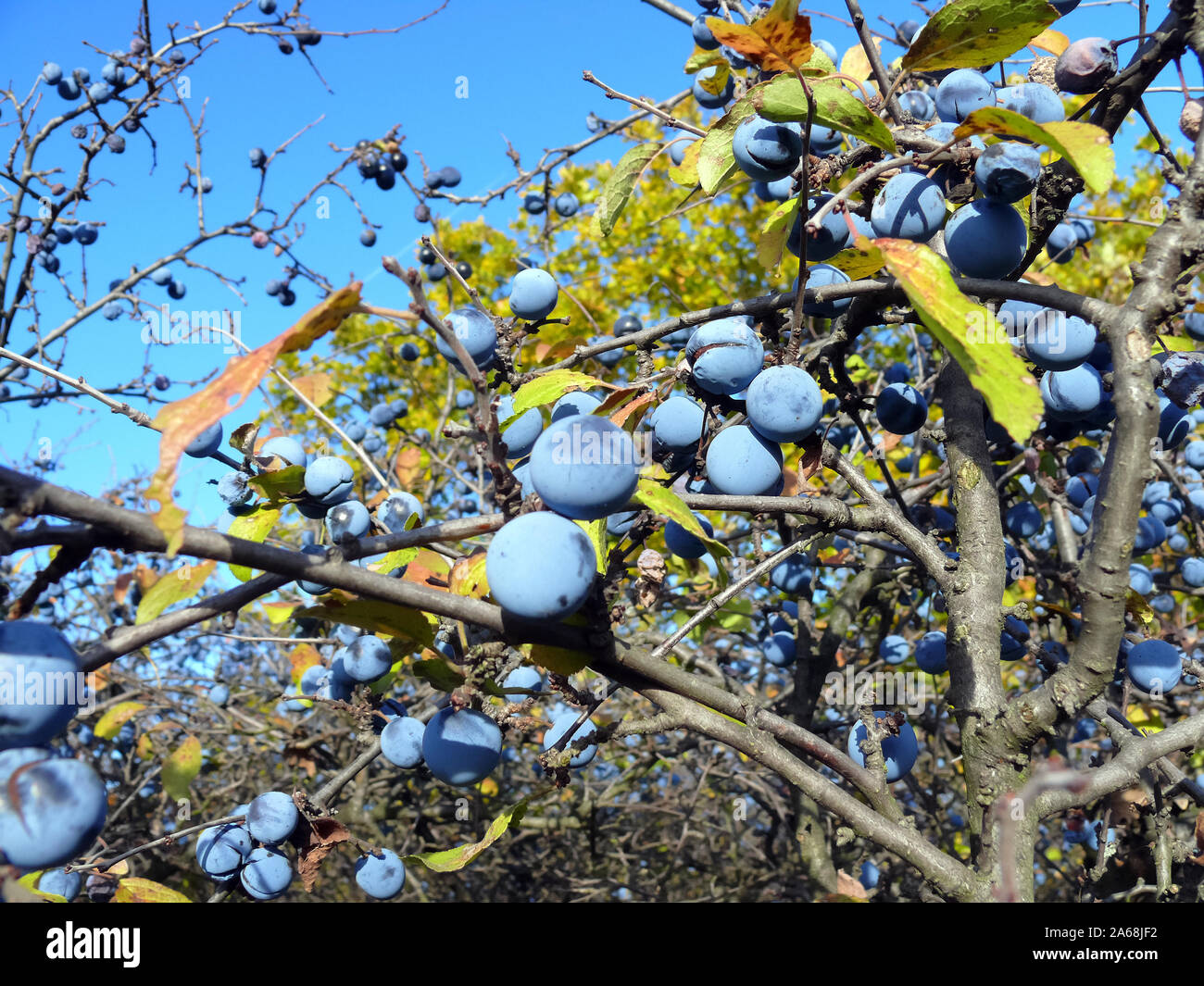 Prunelle, Schlehdorn ou prunellier, Prunus spinosa, kökény Banque D'Images