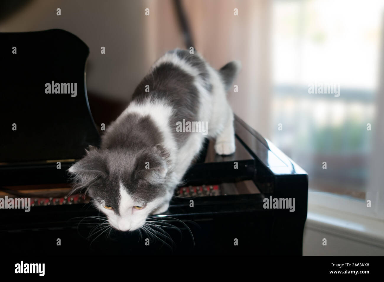 Chaton Curieux Banque De Photographies Et D Images A Haute Resolution Alamy