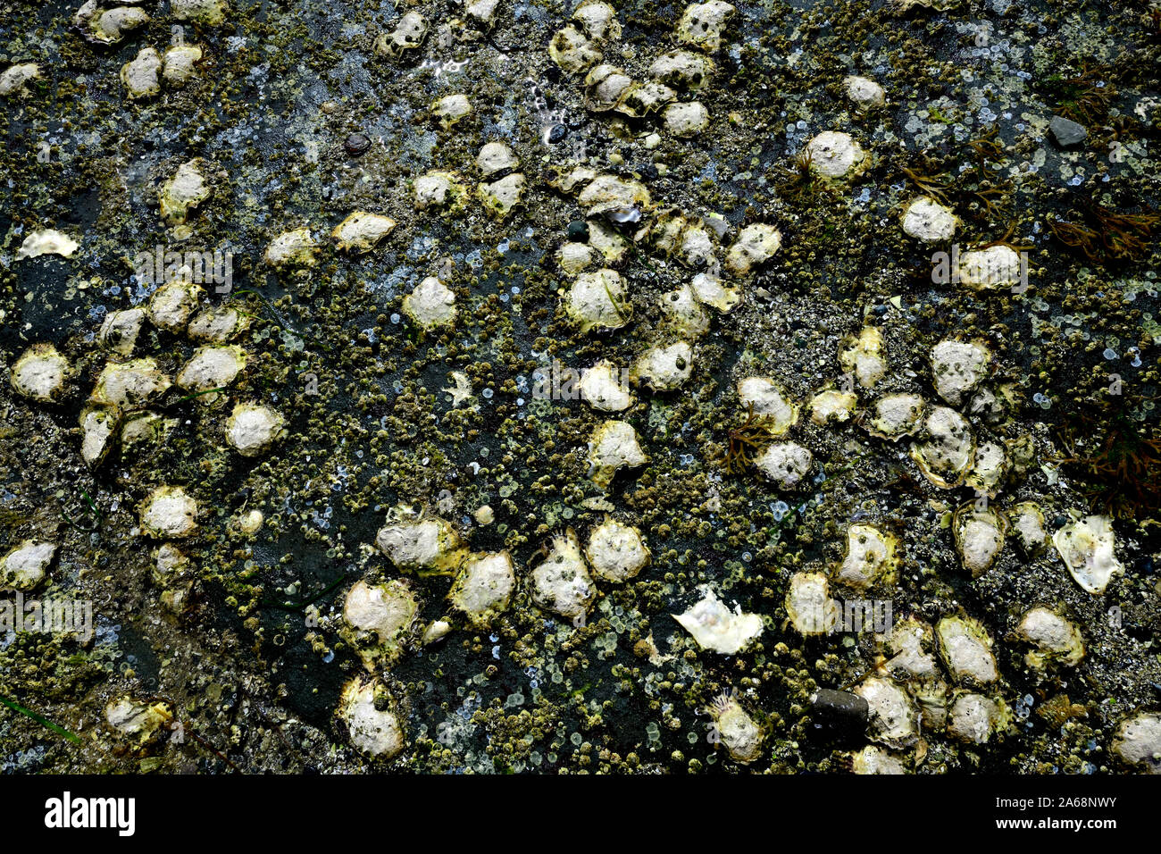 Un lit d'huîtres sauvages accroché à un rivage rocailleux, sur l'île de Vancouver, British Columbia Canada Banque D'Images