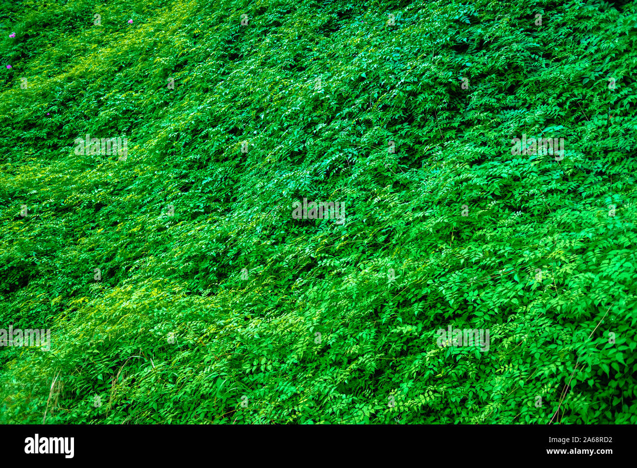 Arrière-plan de feuilles de feuilles vert frais. Banque D'Images