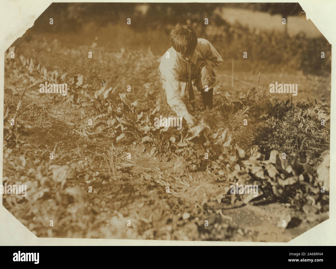 Travail qui éduque. Le désherbage avec son père, John Hervé Jaouen. Bennington, Vermont, août 1914. Résumé : des photographies sur les dossiers de la Commission nationale sur le travail des enfants (États-Unis) Banque D'Images
