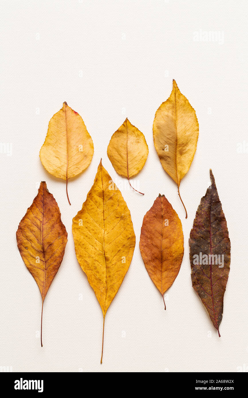 Vue de dessus d'une seule feuille d'automne sur un fond de toile blanche Banque D'Images
