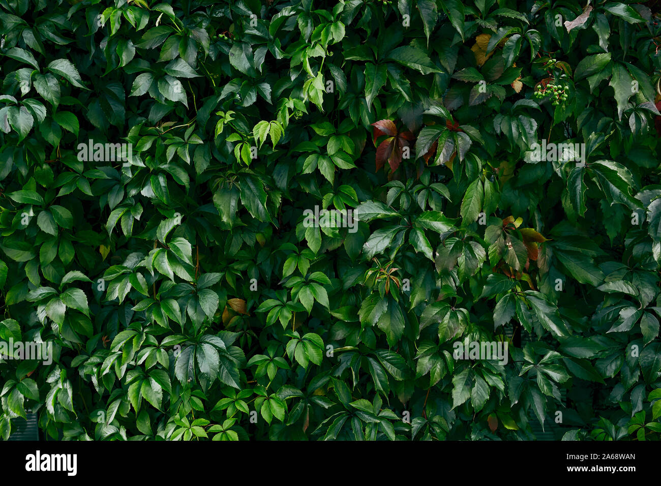 La texture des feuilles vert foncé. Tissu de fond. Banque D'Images