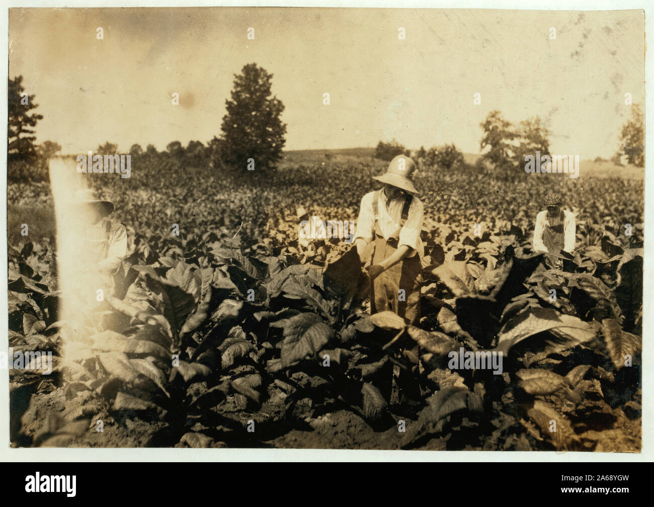 La vermifugation du tabac. Partie de la famille de D.K. Pruett qui possède une ferme prospère. En premier plan est Wyatt Pruett, 14 ans. Va à l'école Pruett, Div. 3, Henderson, Ky. Il y a 4 garçons fonctionne maintenant. Père est en arrière-plan. Résumé : des photographies sur les dossiers de la Commission nationale sur le travail des enfants (États-Unis) Banque D'Images