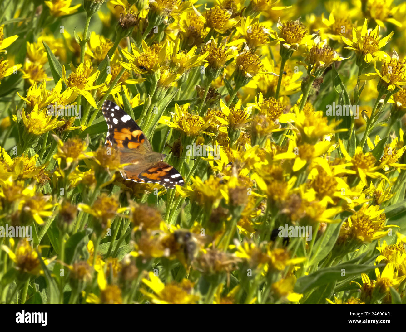 La belle dame papillon sur les fleurs jaunes à mt washburn dans yellowstone Banque D'Images