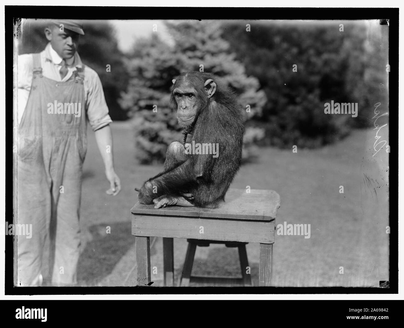 ZOO, WASHINGTON, D.C. SOKKO, le singe Banque D'Images ZOO, WASHINGTON, D.C. SOKKO, le singe Banque D'Images