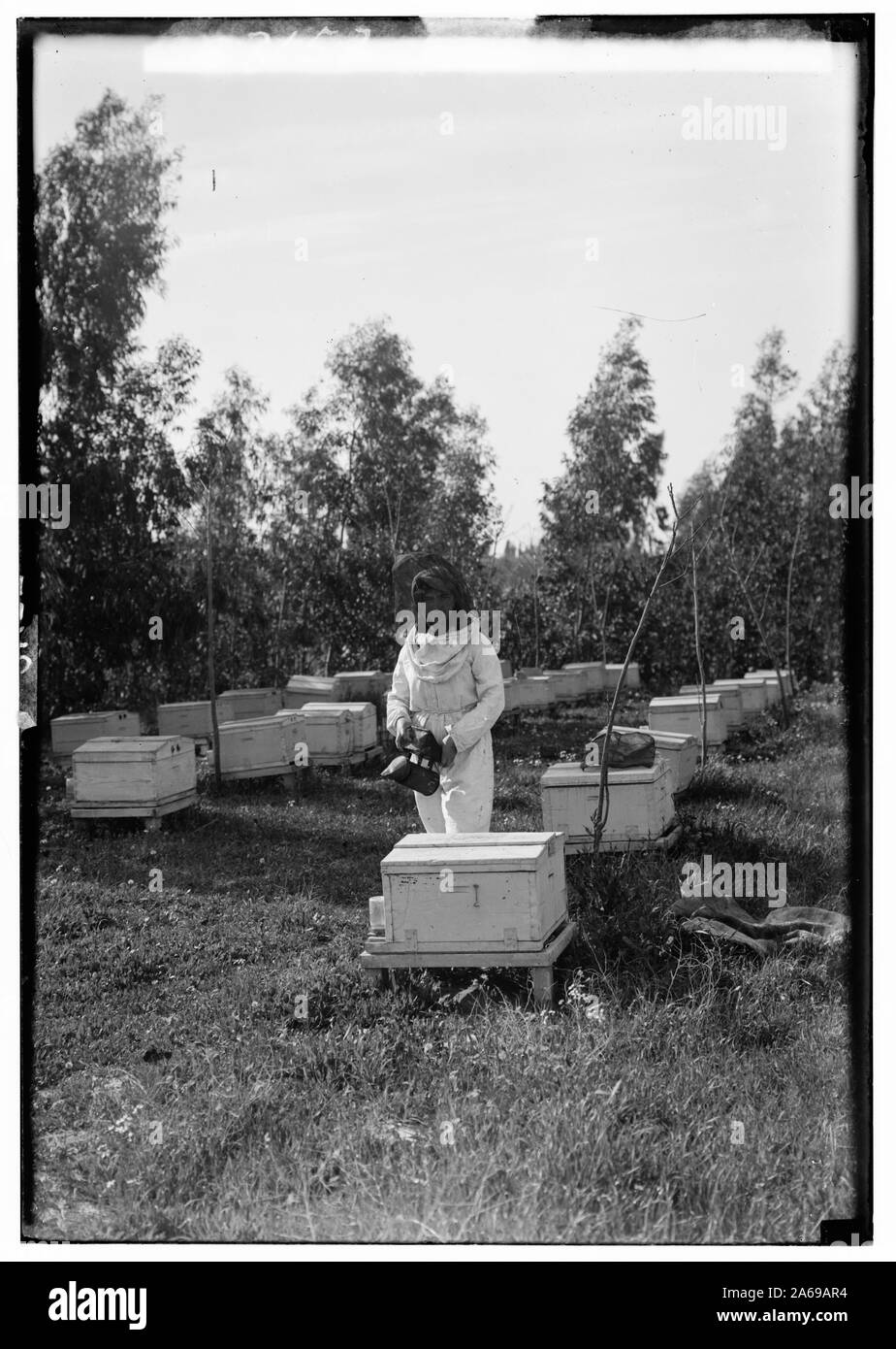 Les colonies sionistes sur Sharon. Borochov. Ferme des filles, la culture de l'abeille Banque D'Images