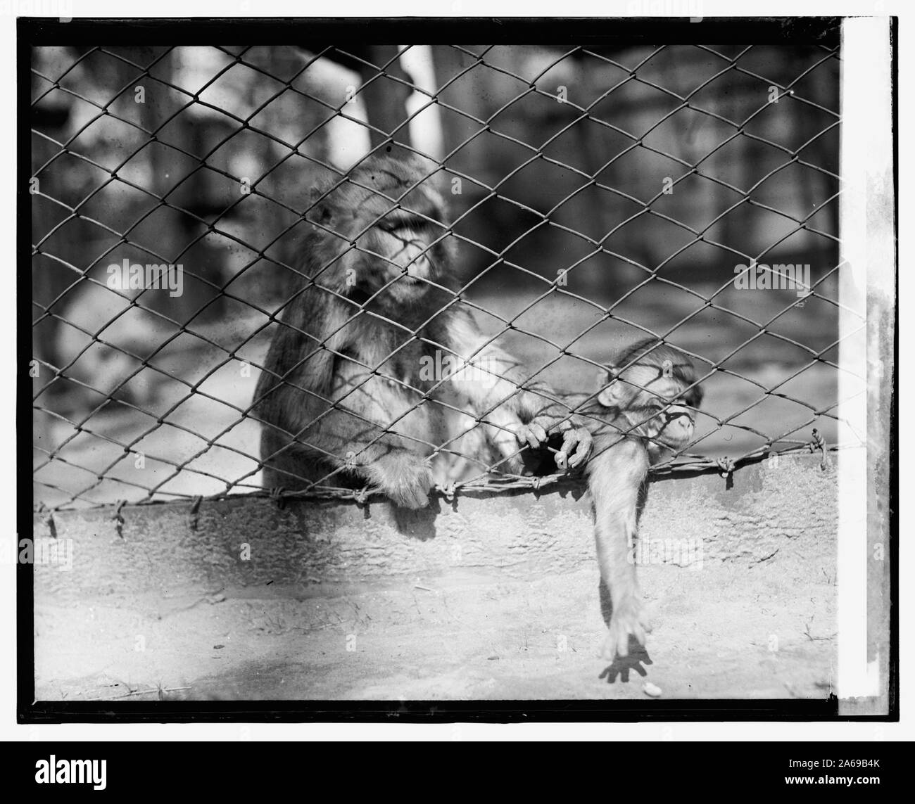 Les singes, Zoo Banque D'Images Les singes, Zoo Banque D'Images