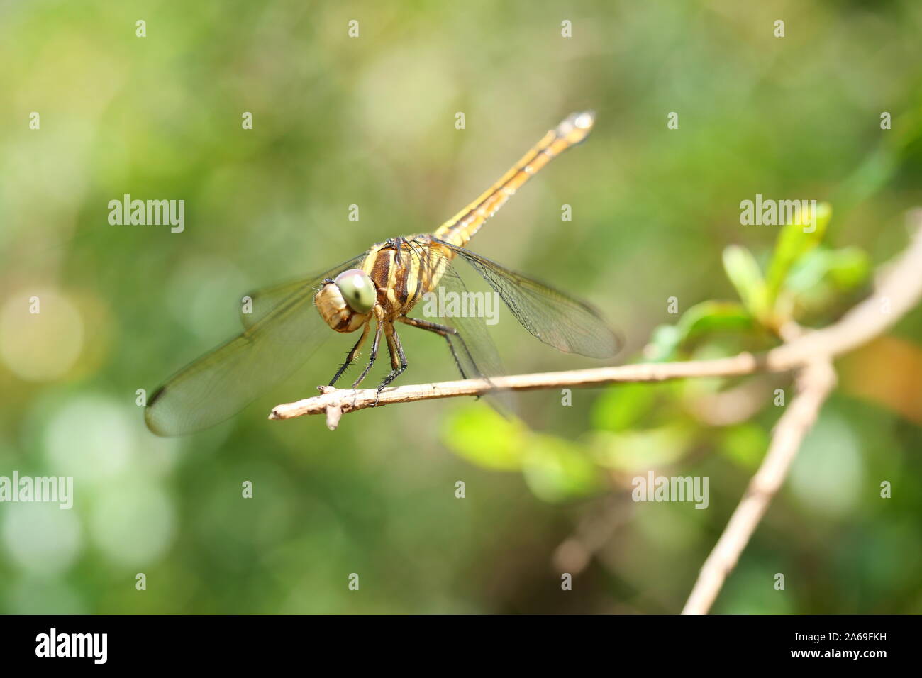 Libellule marron à motifs noirs sur son corps et gros oeil vert reposant sur l'arbre avec un fond vert naturel Banque D'Images
