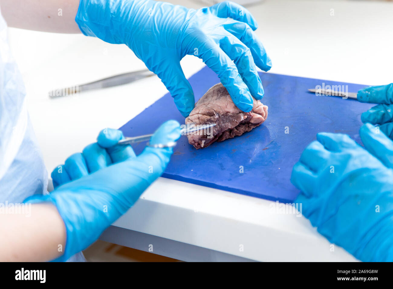 Les étudiants en médecine dans la dissection du cœur de mouton des tp Banque D'Images Les étudiants en médecine dans la dissection du cœur de mouton des tp Banque D'Images