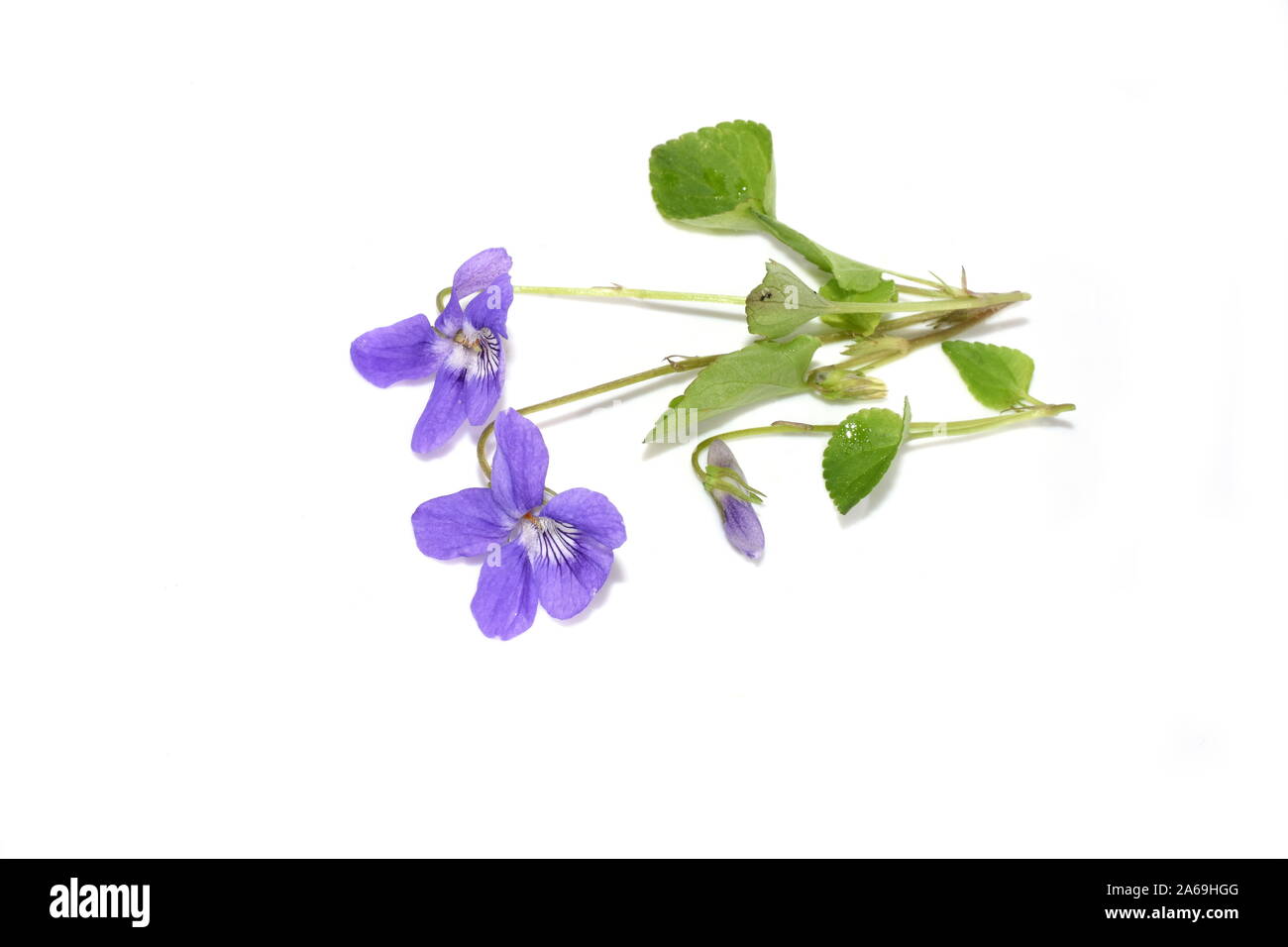 Me demande violette Viola mirabilis fleurs isolé sur fond blanc Banque D'Images