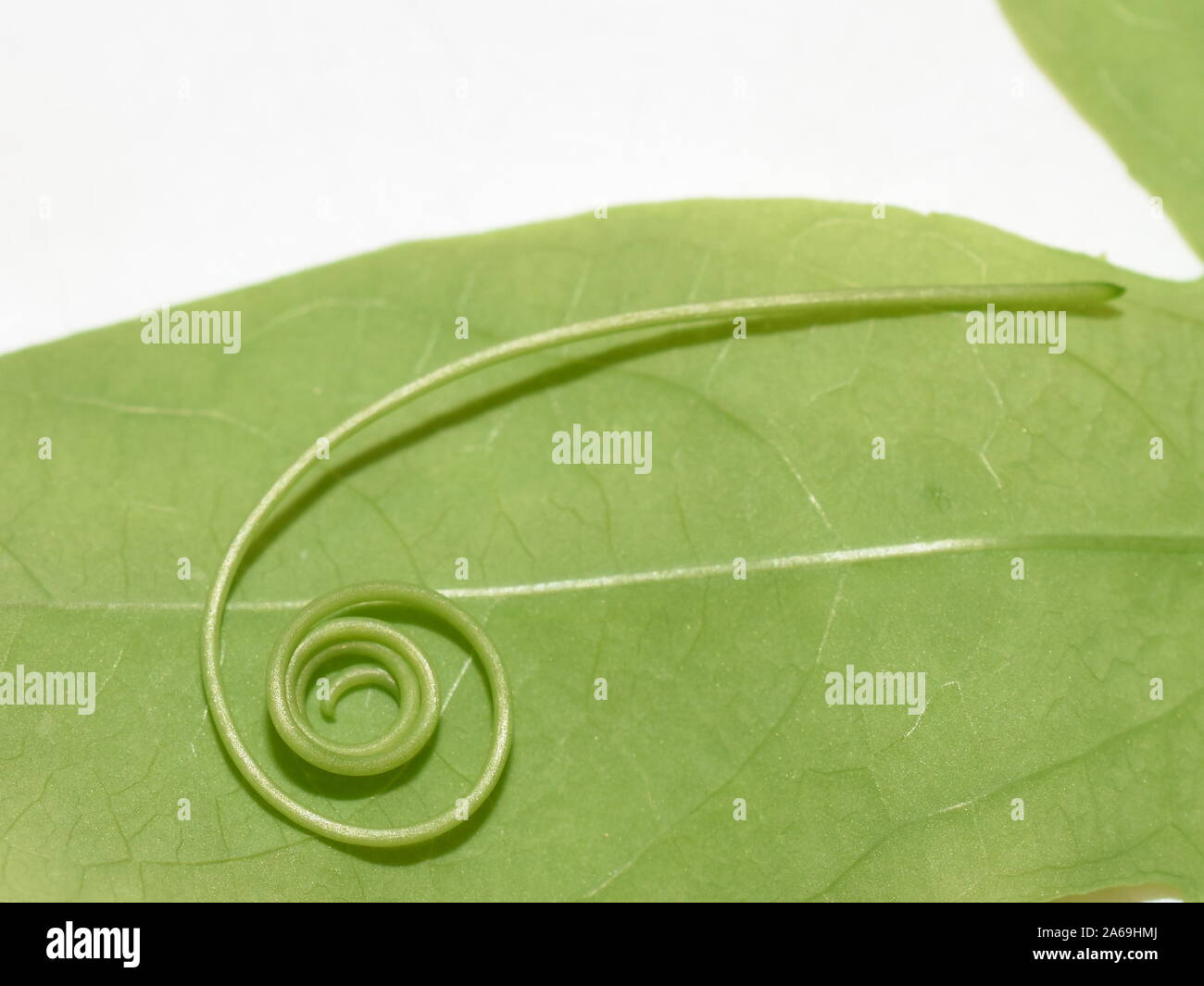 Passion de la vrille cep Banque D'Images