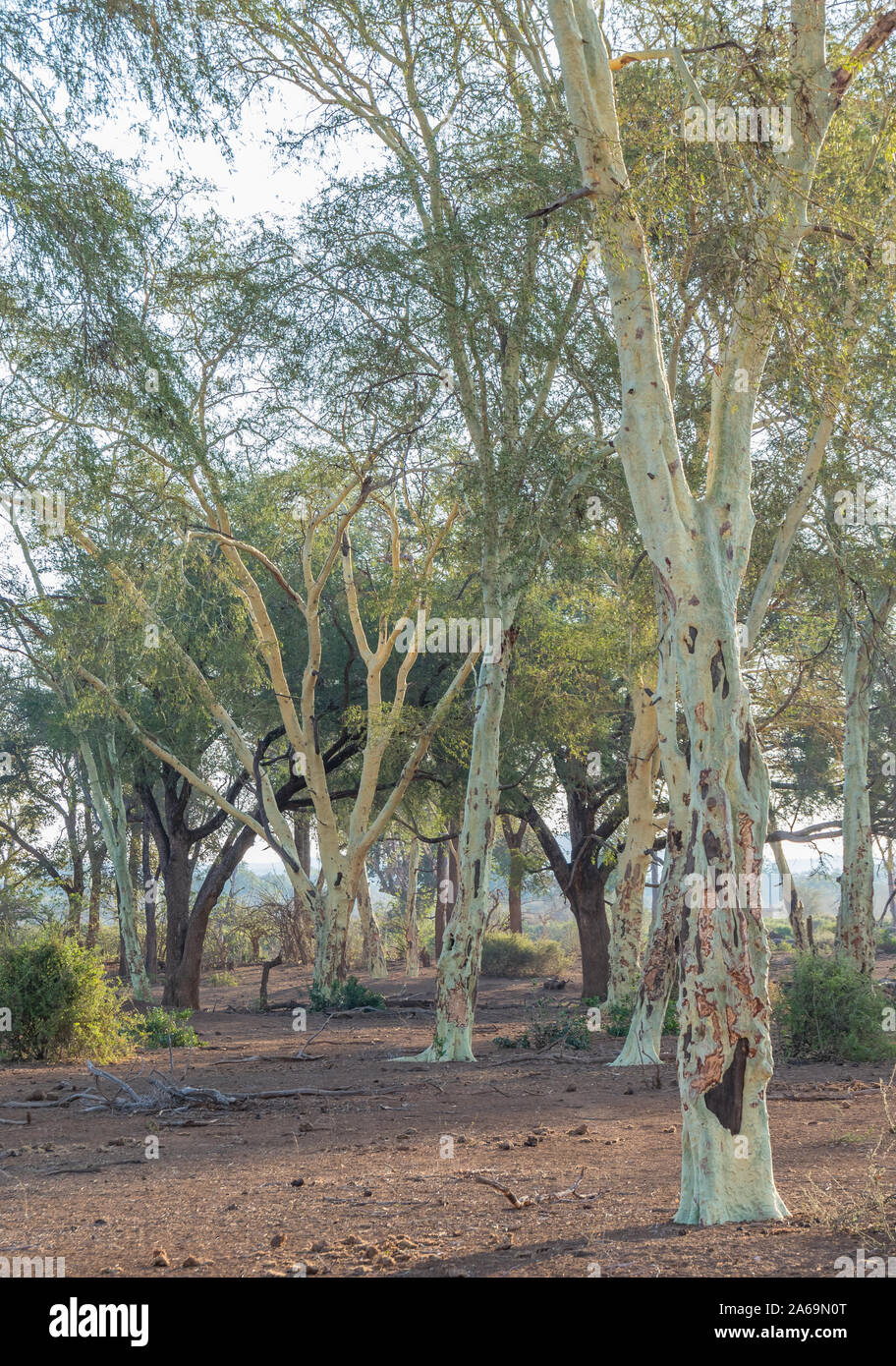 La fièvre des arbres près de Pafuri dans la partie nord du parc national Kruger en Afrique du Sud format image invertical Banque D'Images