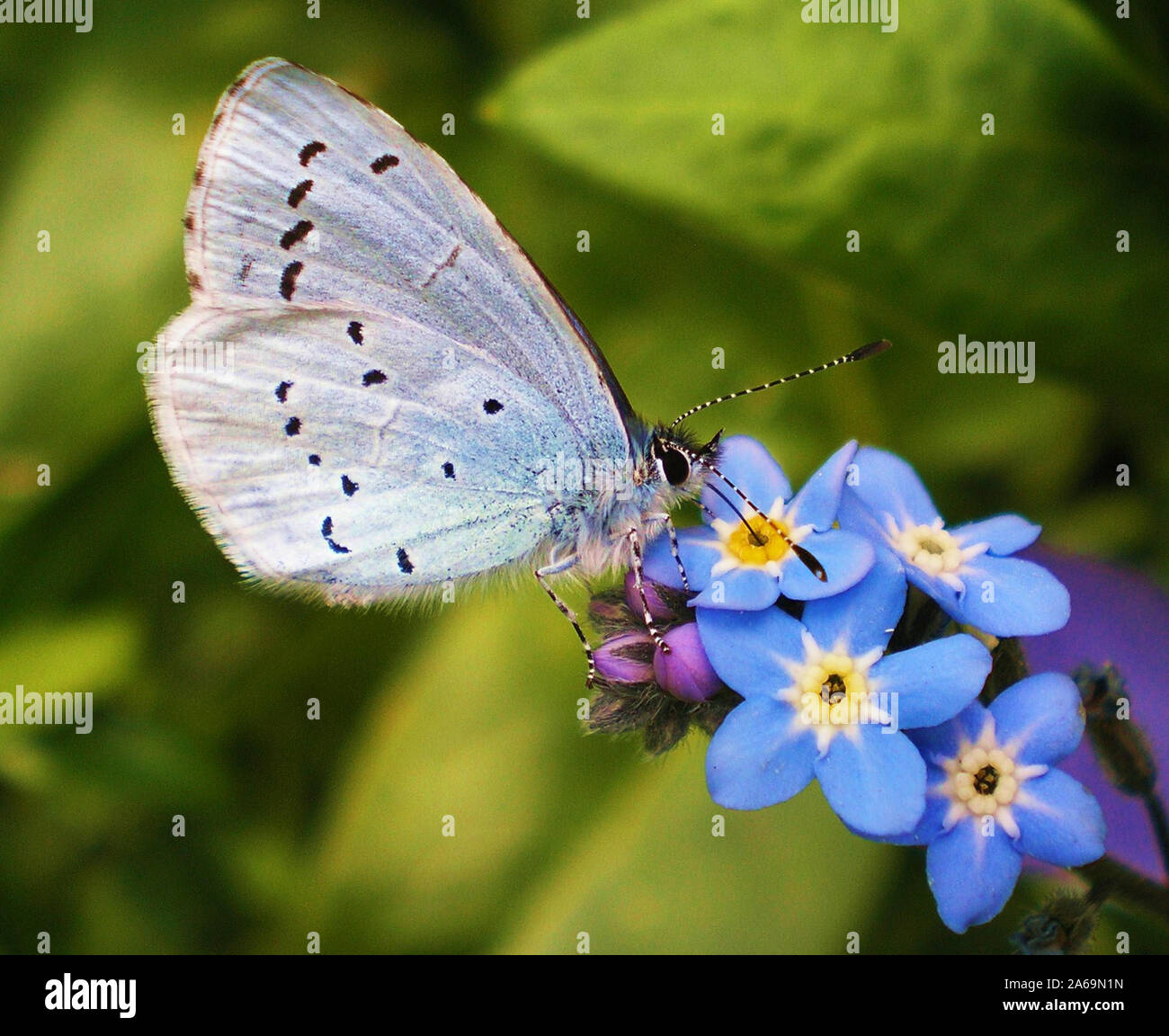 Cupido minimus 'Argus' et 'papillon forget-me-not' fleur appelée aussi Myosotis. Banque D'Images