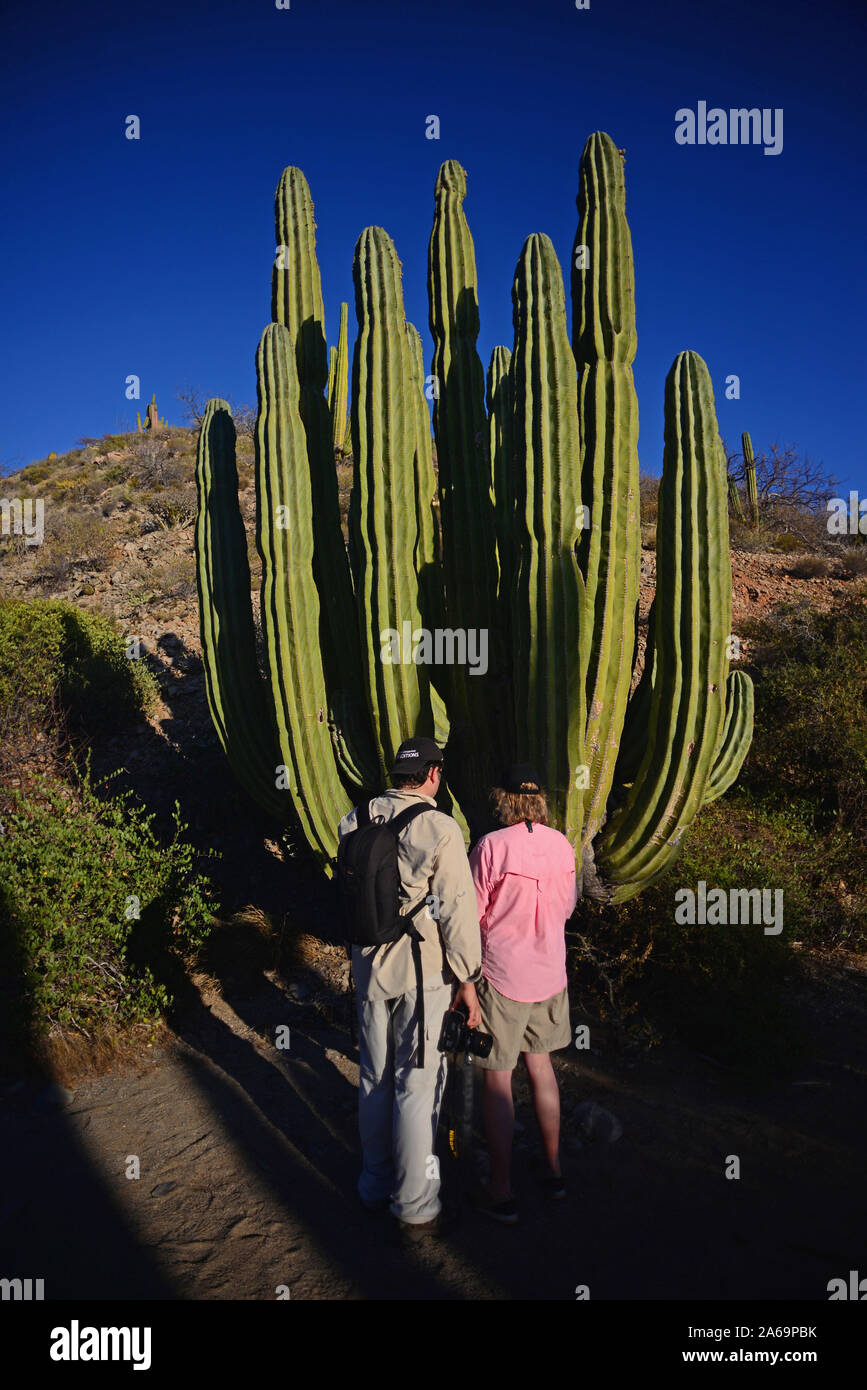 Les visiteurs de l'île Santa Catalina, Baja California Sur, Mexique Banque D'Images