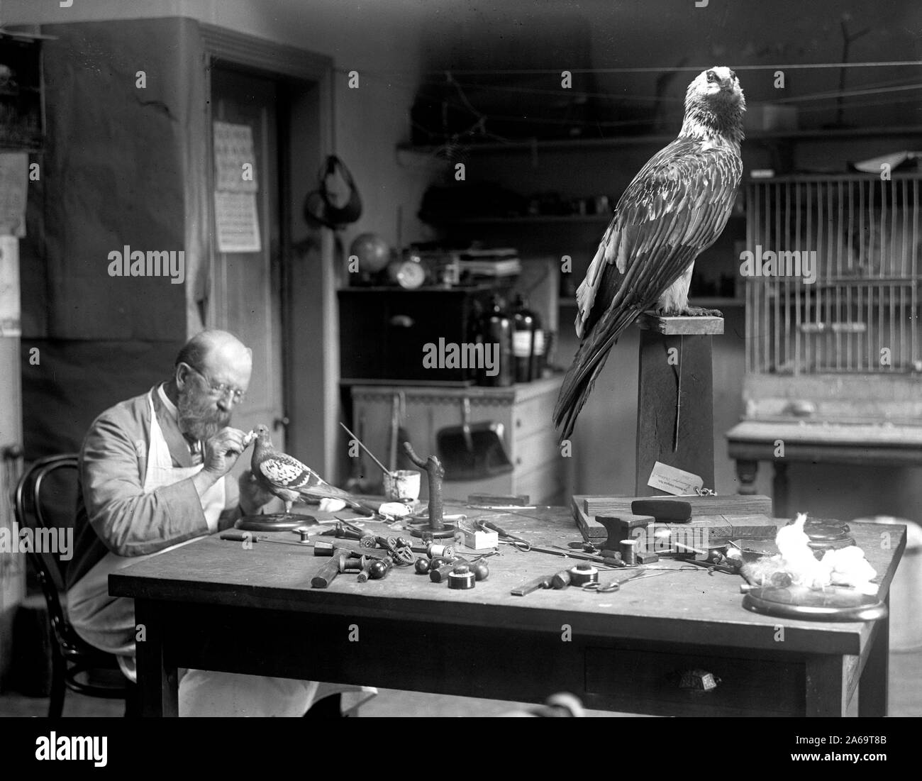 N.R. Bois de Smithsonian Institution Oiseaux de montage ca. 1916 Banque D'Images