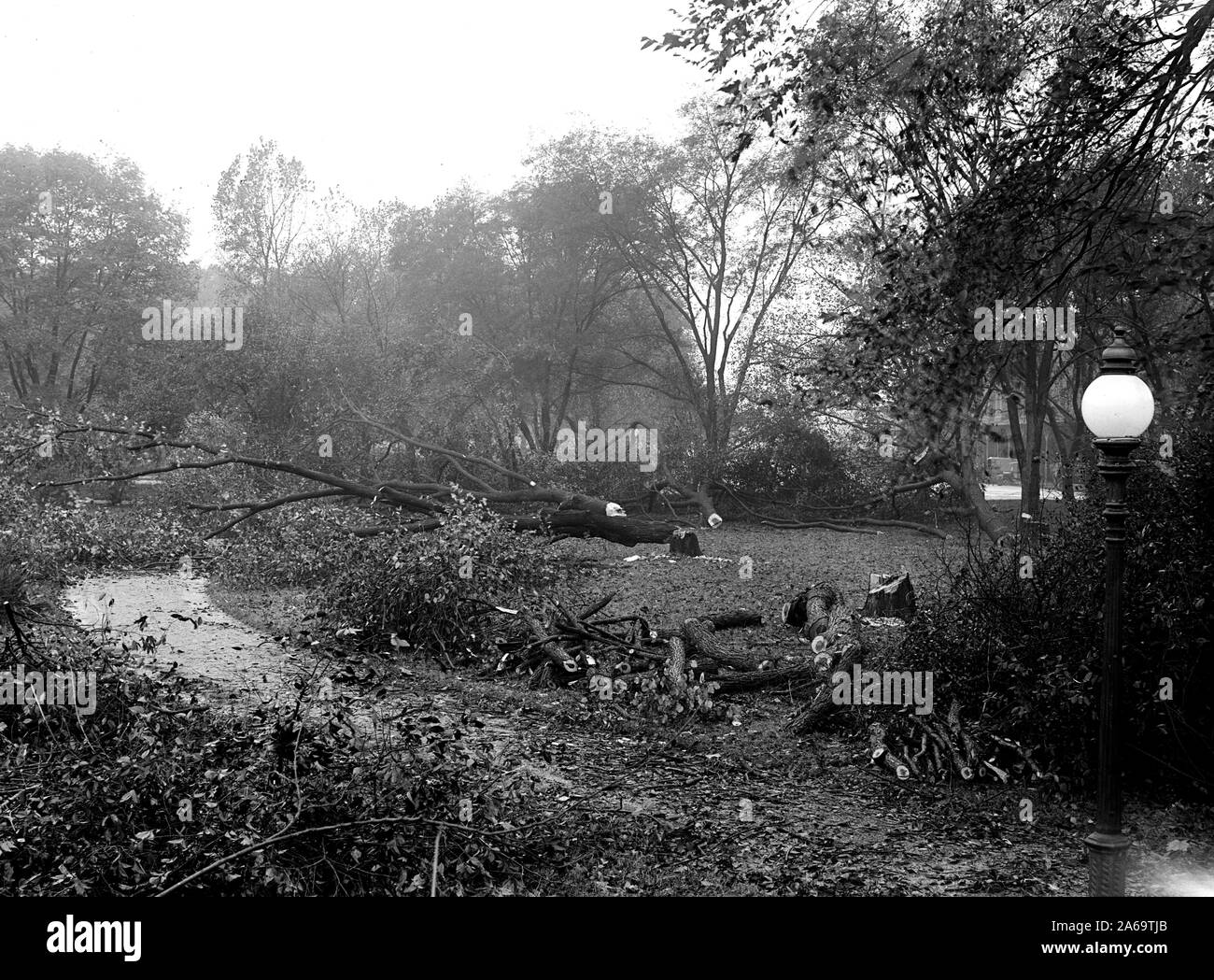 District de Columbia Parcs - la coupe des arbres sur des sites centre commercial pour les nouveaux bâtiments de guerre ca. 1917 Banque D'Images
