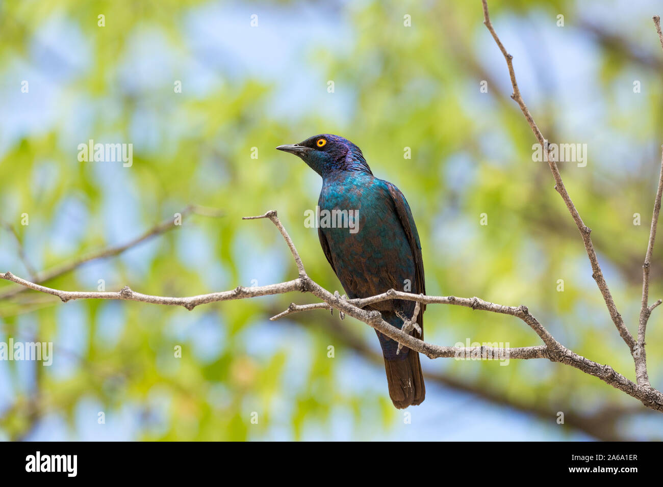 Red-shouldered glossy-starling (Lamprotornis nitens) assis sur une branche, Namibie, Afrique Banque D'Images