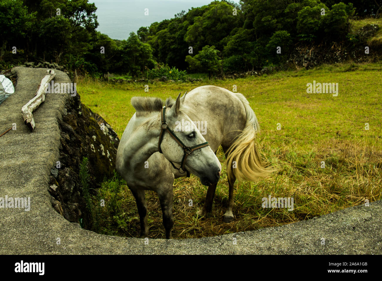 Açores appartiennent au Portugal, de l'intérieur d'un cratère qui a commencé à maline, photographiés avec un Canon D700 et canon 18-55 L'objectif. Par David Sokulin Banque D'Images