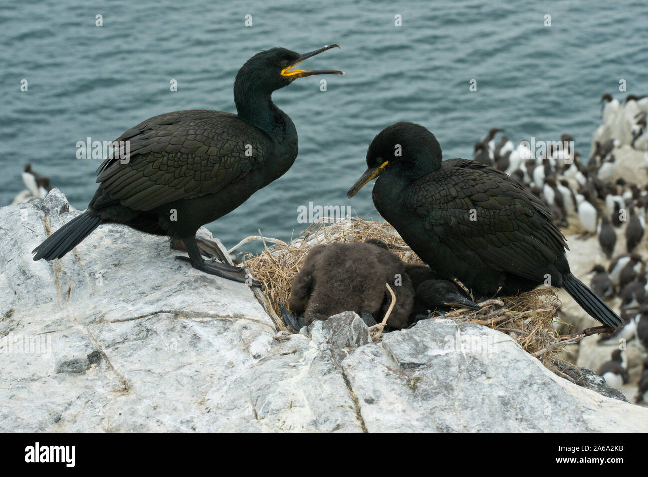 Paire de nidification (European shag shag commune) nichant sur seacliffs. Iles Farne, Northumberland, Angleterre Banque D'Images