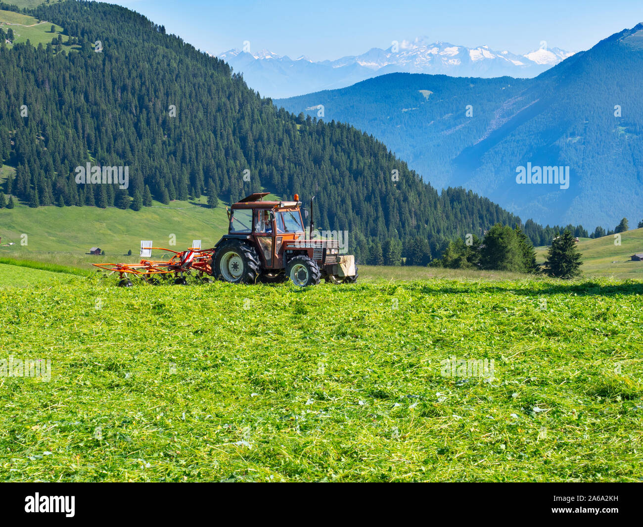 Fauchage, Siusi Dolomites, plateau, plus grande prairie alpine en Europe Banque D'Images