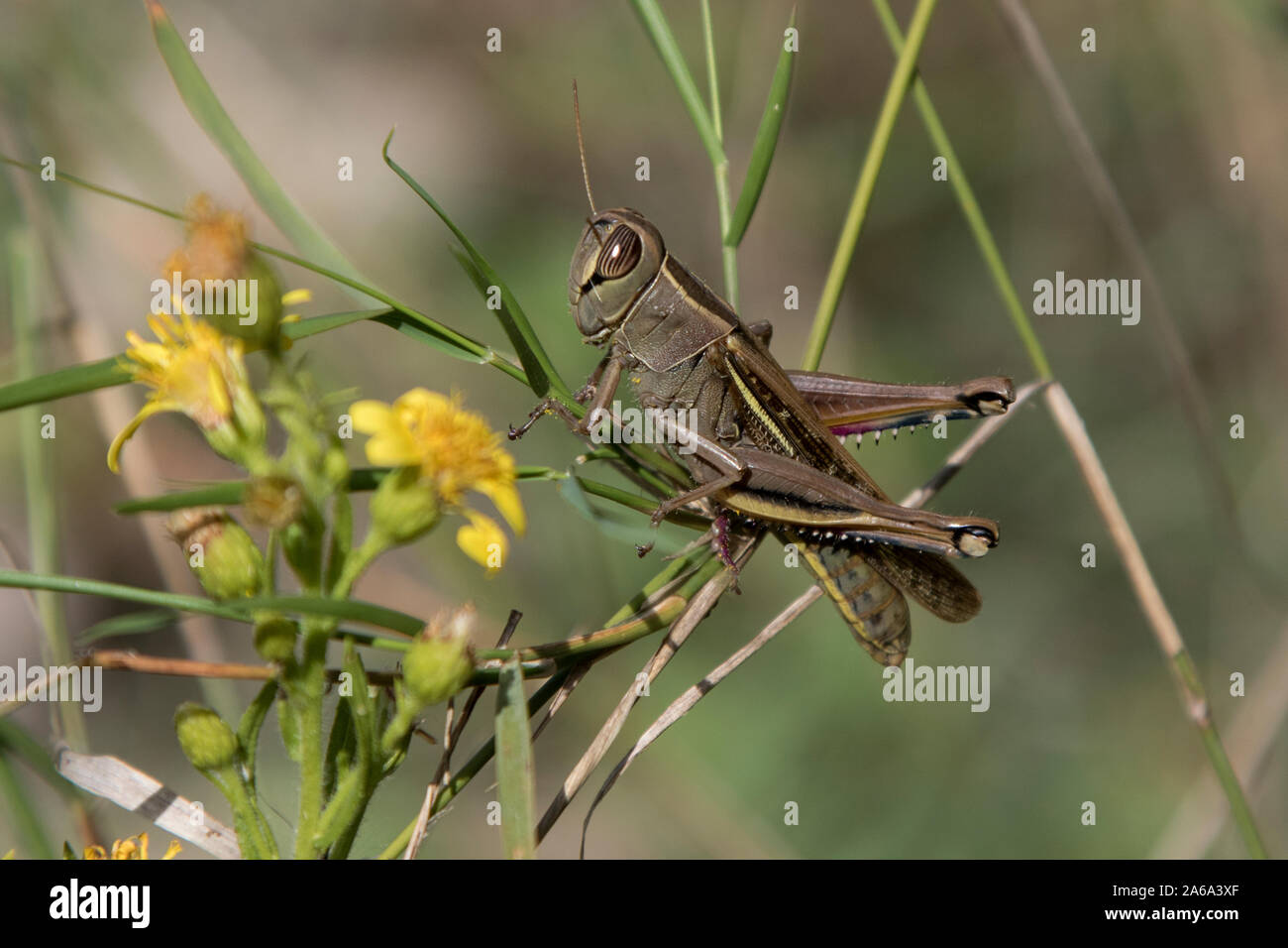 White-banded Grasshopper Banque D'Images