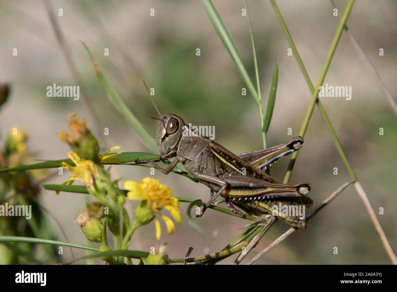 White-banded Grasshopper Banque D'Images