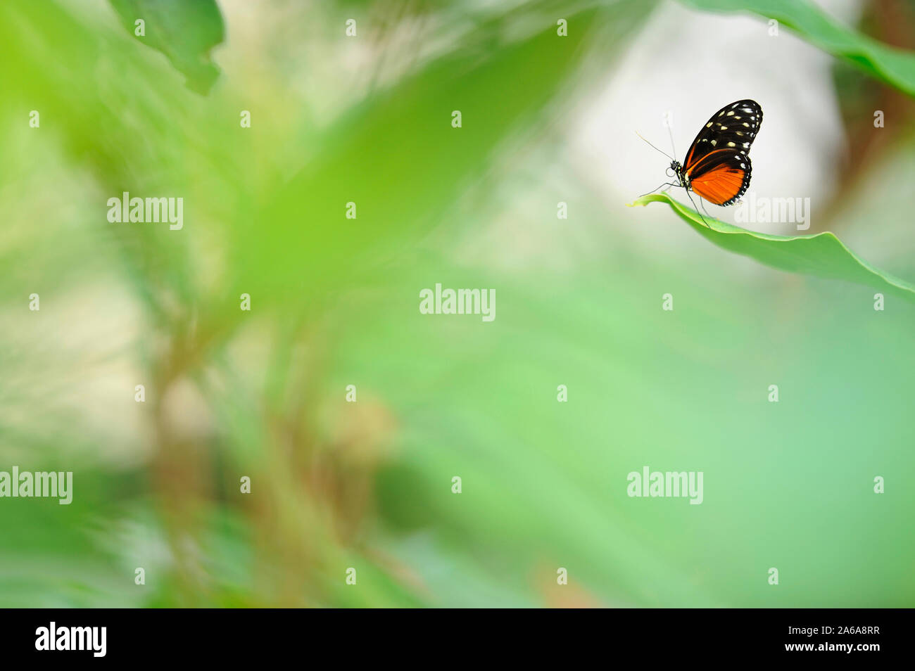 Tiger longwing (papillon Heliconius hecale) reposant sur des feuilles de plantes. Se concentrer sur les ailes de papillon, faible profondeur de champ. Banque D'Images
