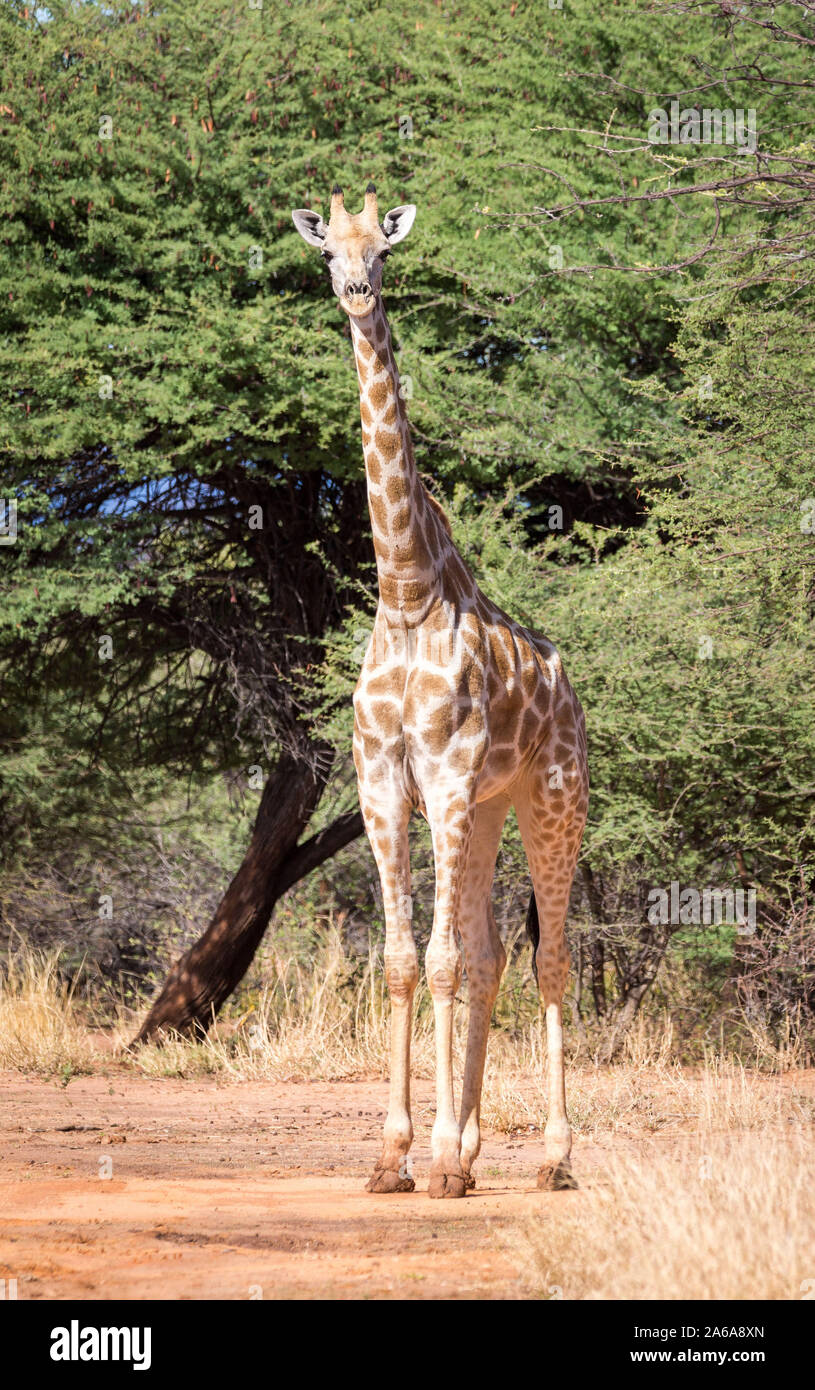 Portrait d'une girafe, le Waterberg, Namibie, Afrique du Sud Banque D'Images